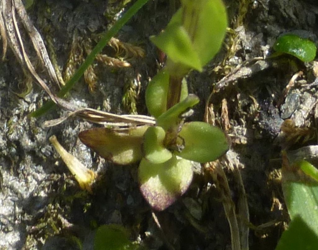 genziana piccolissima:  Gentiana cfr. nivalis